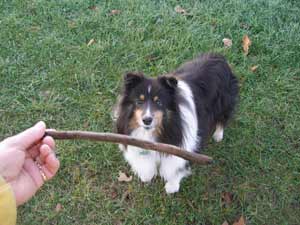 Skye getting ready to retrieve