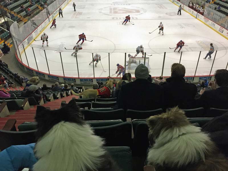 Pucks and Paws Night