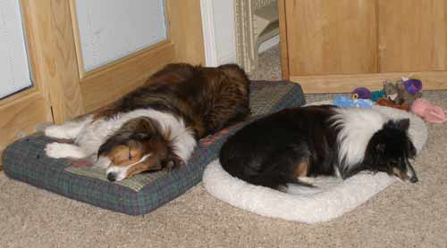 pooped pups