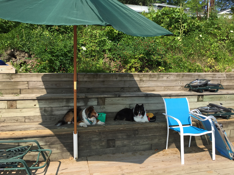 Dock Dogs