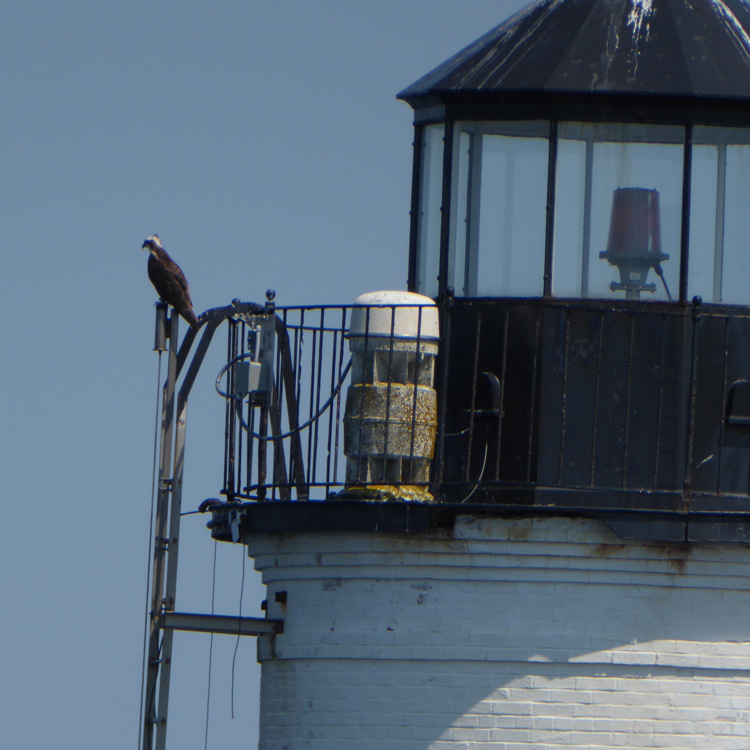 Light House Patrolman...Osprey watching out for a meal