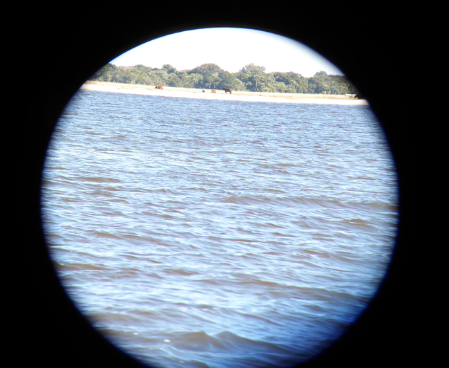 Horses on Cumberland Island Through Telephoto and Binox