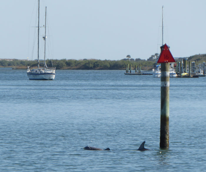 Dolphin Sighting in St. Augustine