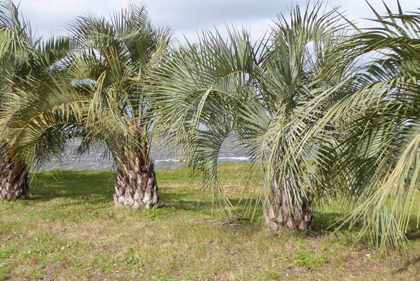 Palms