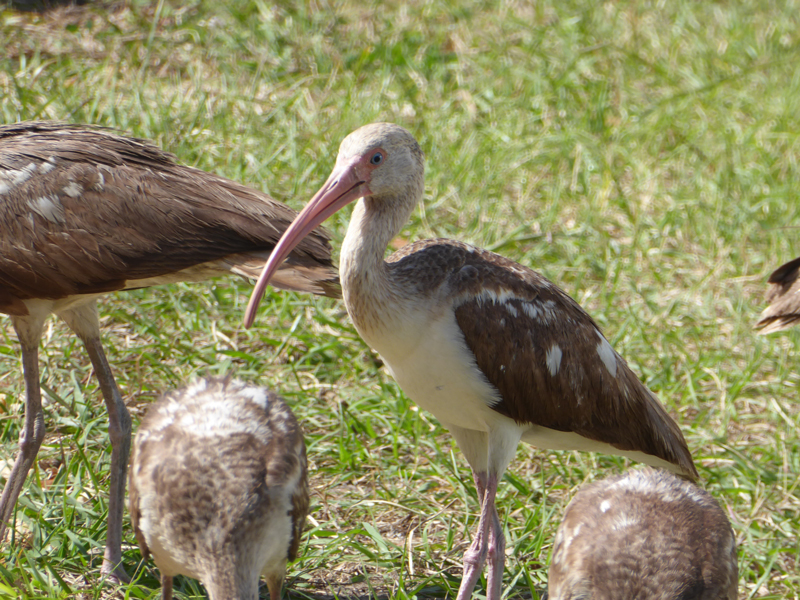 Ibis