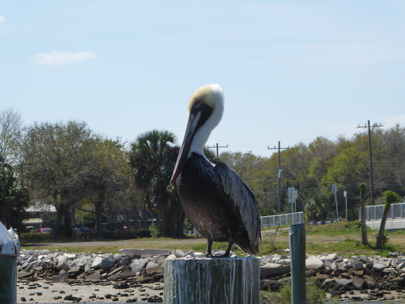 Pelican