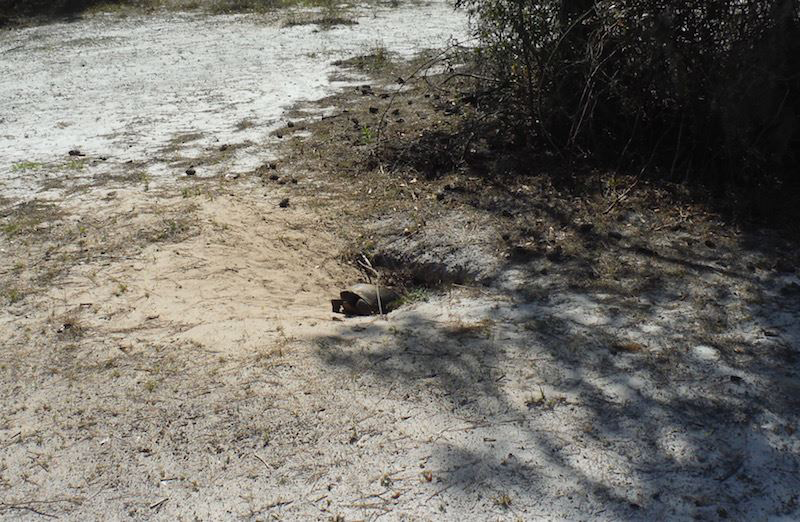 Gopher Turtle on Kingsley Plantation