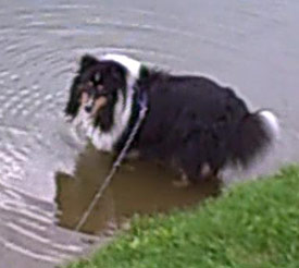 Skye taking her daily dip