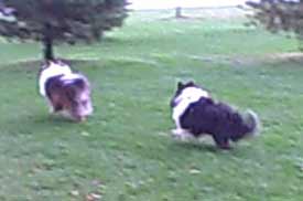 Skye chases Cooper down for a stick