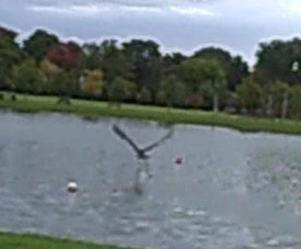A heron takes off